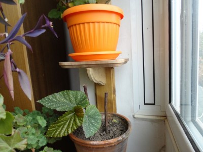 ЦВЕТАРНИК 2.jpg