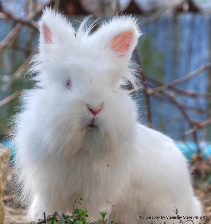 Snow Princess Stereva.jpg