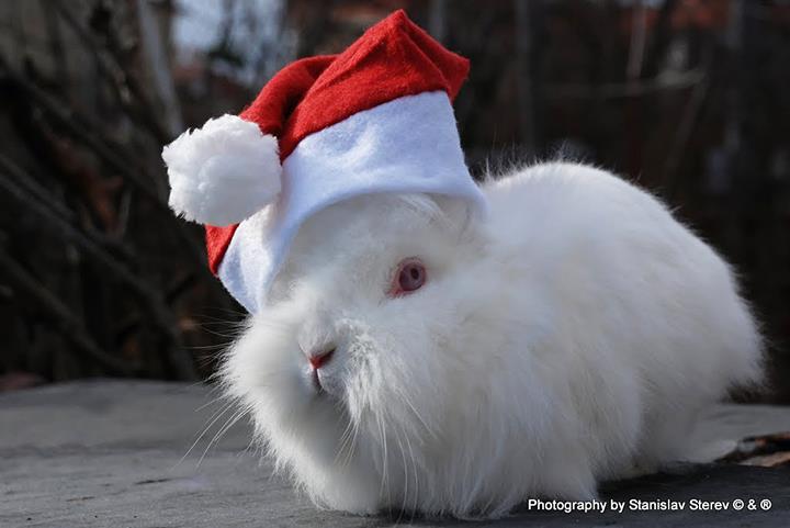 Snow Princess Stereva 2.jpg