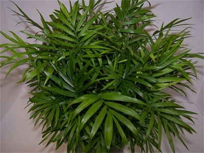 Neanthe Bella Palms.jpg