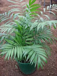 хамедорея елеганс.jpg