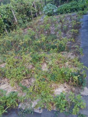 Картофи под слама.jpg