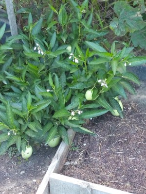 Пъпешово дърво.jpg