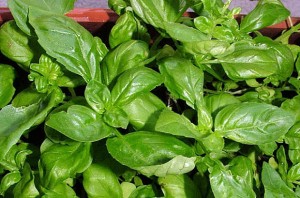 сминдух, пой, меродия.jpg