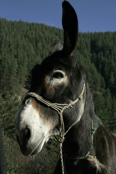 r_1171476812_donkey.jpg