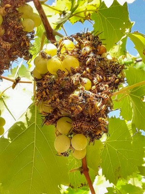 Недялко Динев posted in Видяно в България  Seen in Bulgaria — at Село Търнава , Ямболско.jpg
