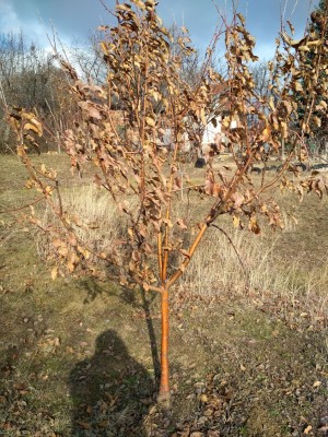 03 Януари 2019.jpg