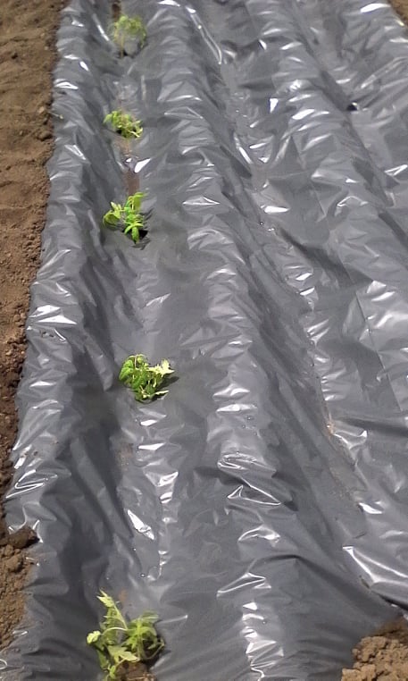 САДЕНЕ ДОМАТИ.jpg