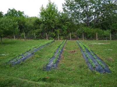 зрял фасул.jpg