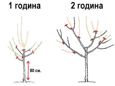 _праскови 1-2 година.jpg
