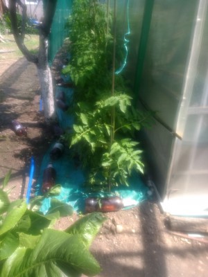 външен домат.jpg