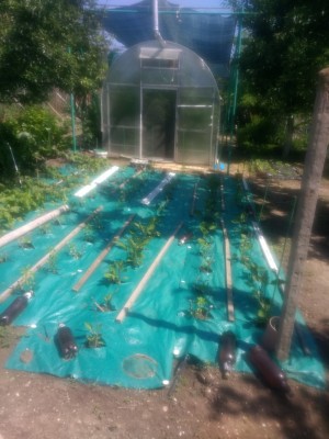 комбо чушки,патладжан, червено цвекло.jpg