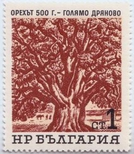 Орех на 500 години.jpg