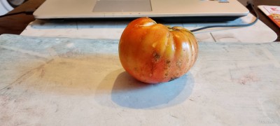 IMG_20241030_081753.jpg