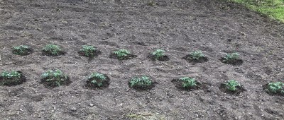 Домати 17 април.jpg