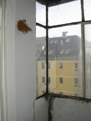 StarBalkonLiavo.JPG