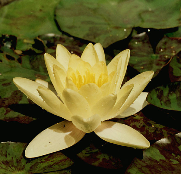 NIMPHAEA LUTEA.jpg