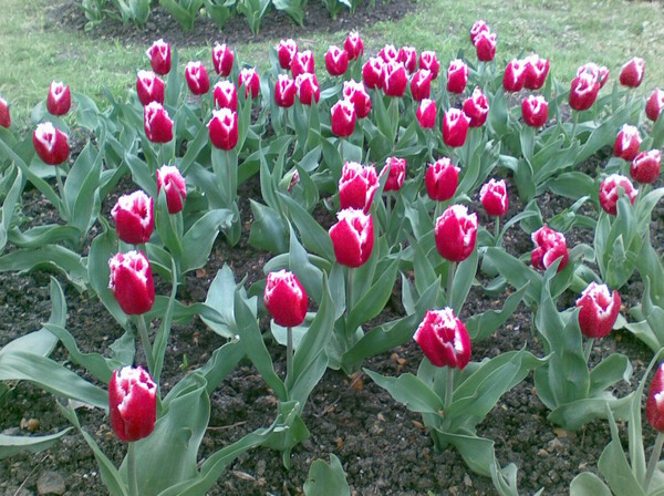 Flora (4)_resize.jpg