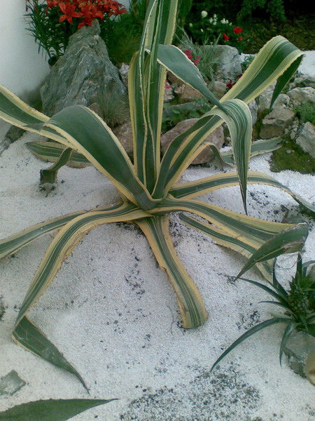 Flora (6)_resize.jpg