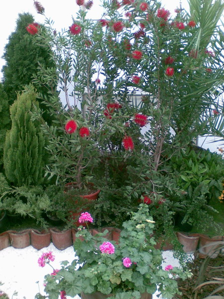 Flora (7)_resize.jpg