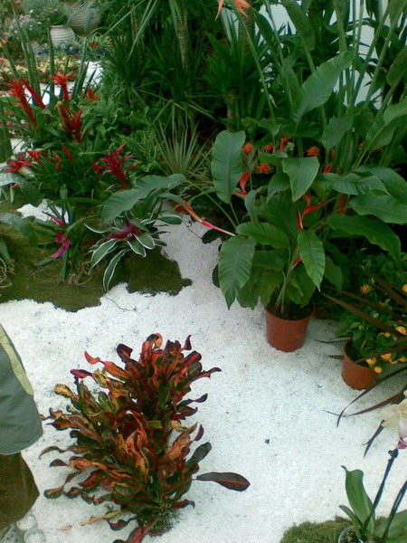 Flora (9)_resize.jpg