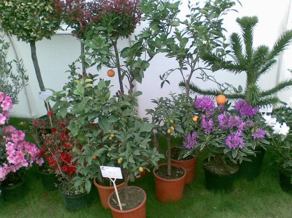 Flora (12)_resize.jpg