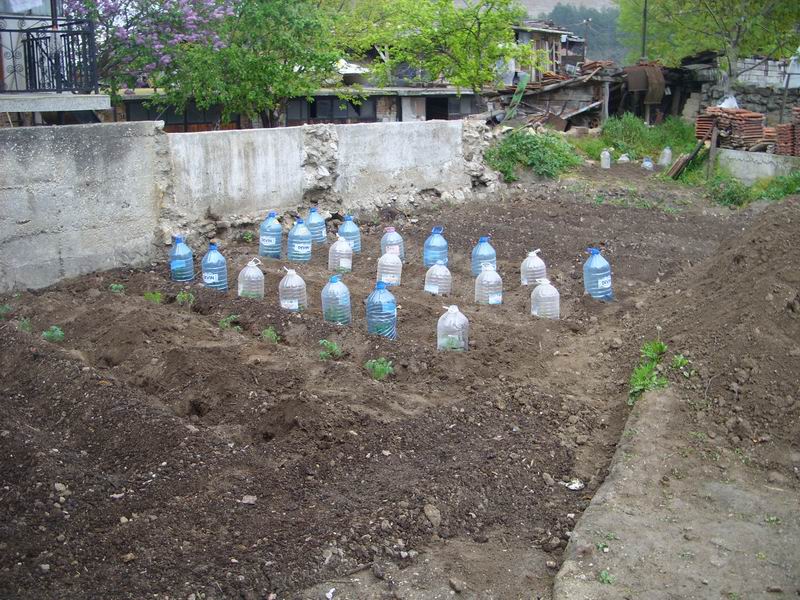 Resize of SS850739.JPG