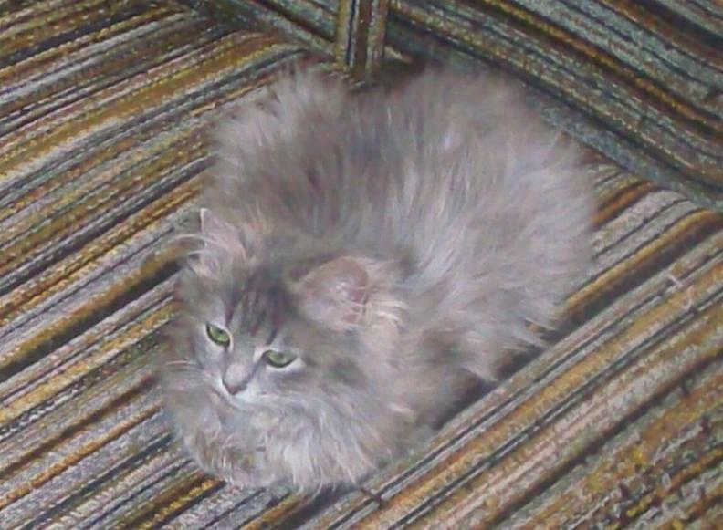 моята Мери.JPG