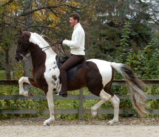 pinto_saddlebred.jpg