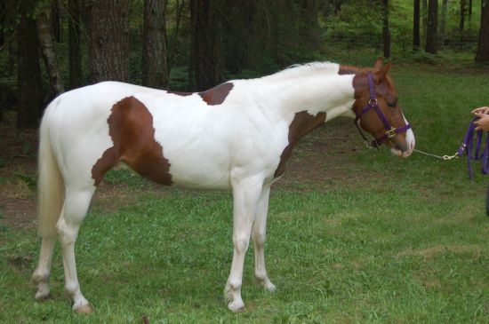 pinto_pending_horse.jpg