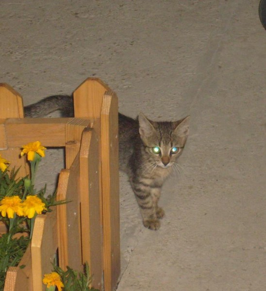 S6301558 (548 x 600).jpg