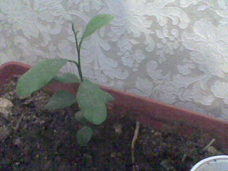 убичъм тъ тфа е!001.jpg