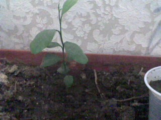 убичъм тъ тфа е!000.jpg