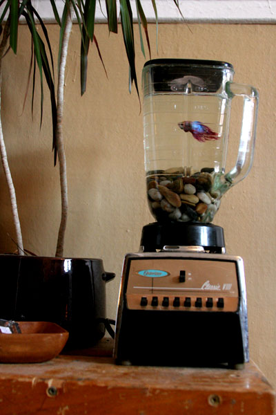 noid-WEBb-poissonBlender.jpg