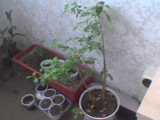 убичъм тъ тфа е!000.jpg