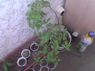 убичъм тъ тфа е!001.jpg