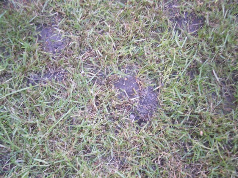 IMGP3345 (Medium).JPG