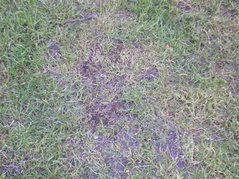 IMGP3343 (Medium).JPG