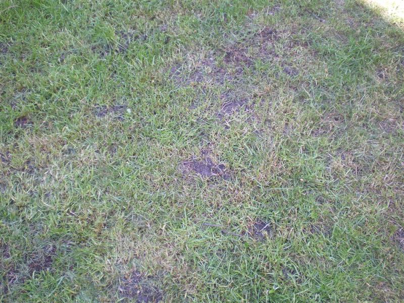 IMGP3341 (Medium).JPG