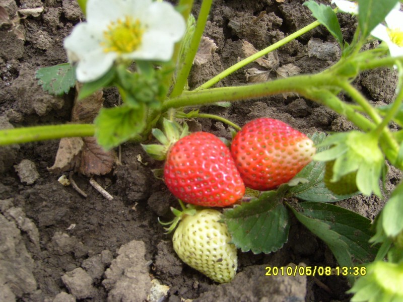 S7004641 [800x600].JPG