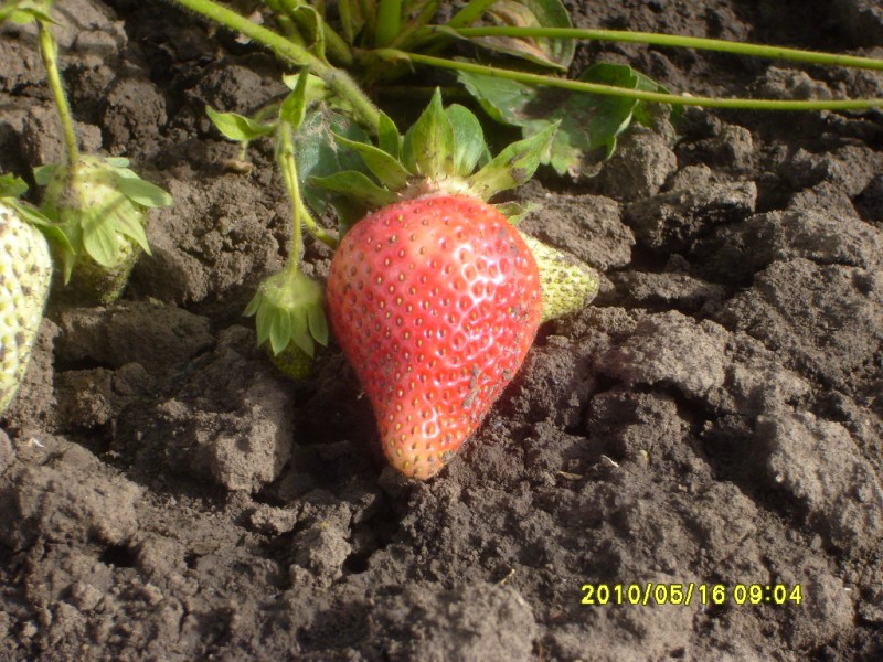 S7004742 [800x600].JPG