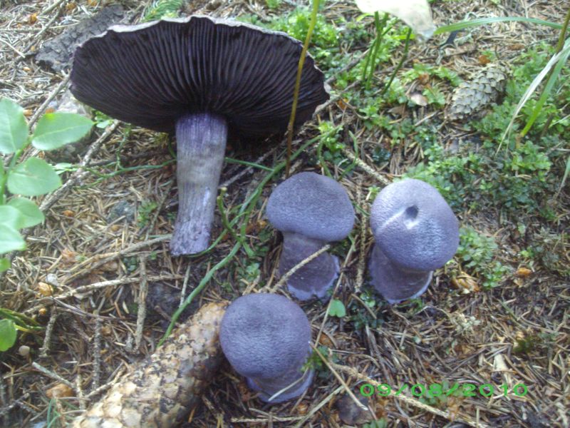 Cortinarius violaceus.jpg