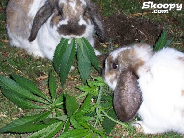 rabit-weed.jpg