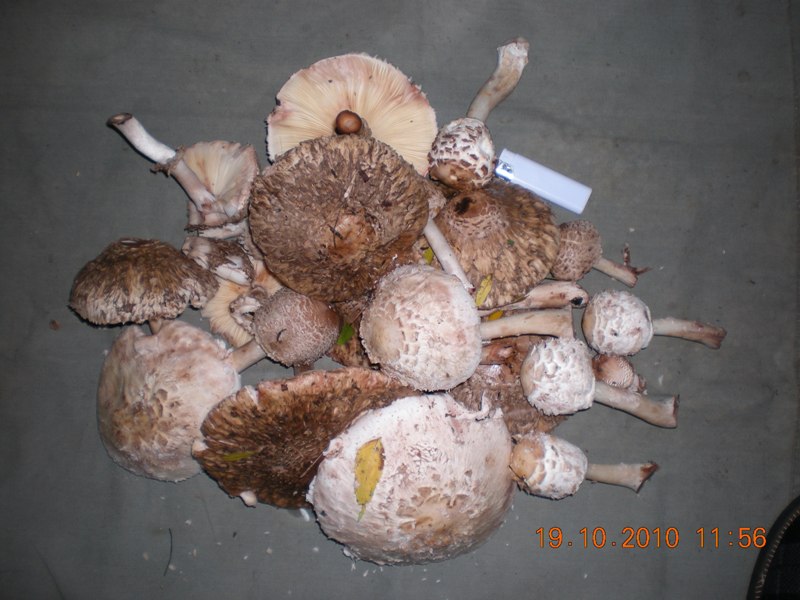 19 10 2010.jpg