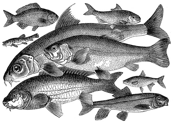 fish-species-3[1].jpg