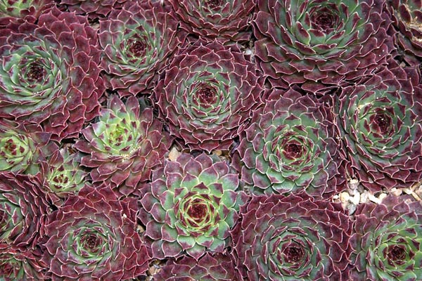 Sempervivum calcareum.jpg