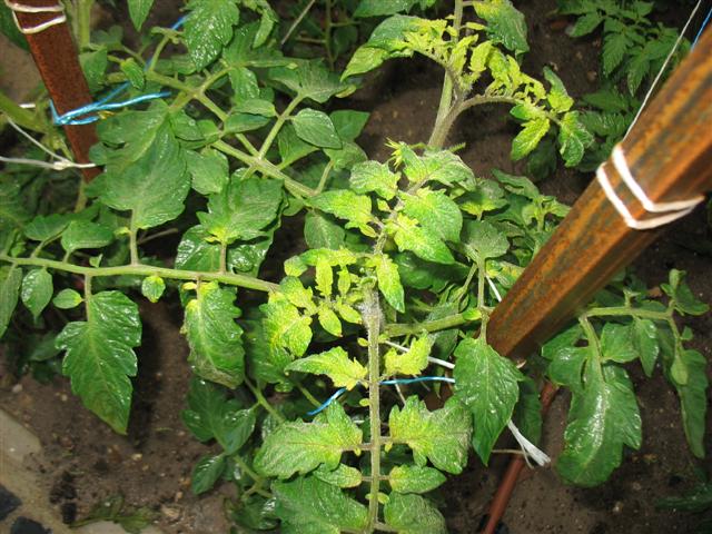 IMG_8056 (Small).JPG