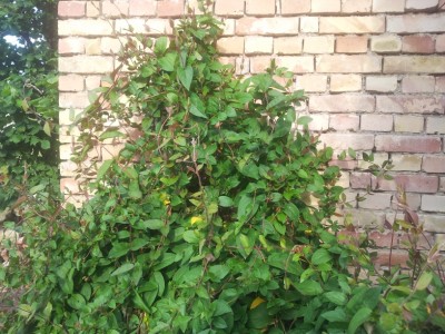 IMG_20130616_075651.jpg