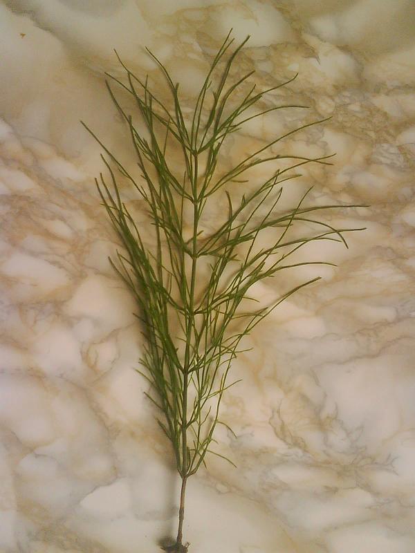 полски хвощ.JPG