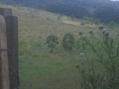IMG_20130705_203238.jpg